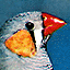   Agapornis